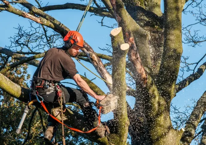 Superior Tree Pruning Luray VA Superior Tree Pruning Luray VA