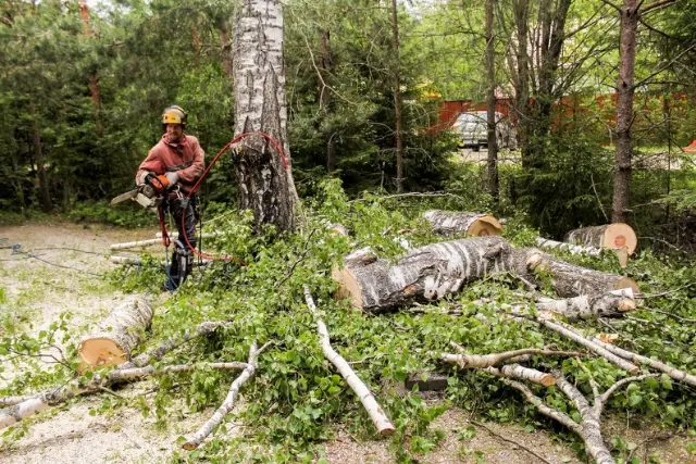 Tree Pruning Tips Luray VA Tree Pruning Tips Luray VA